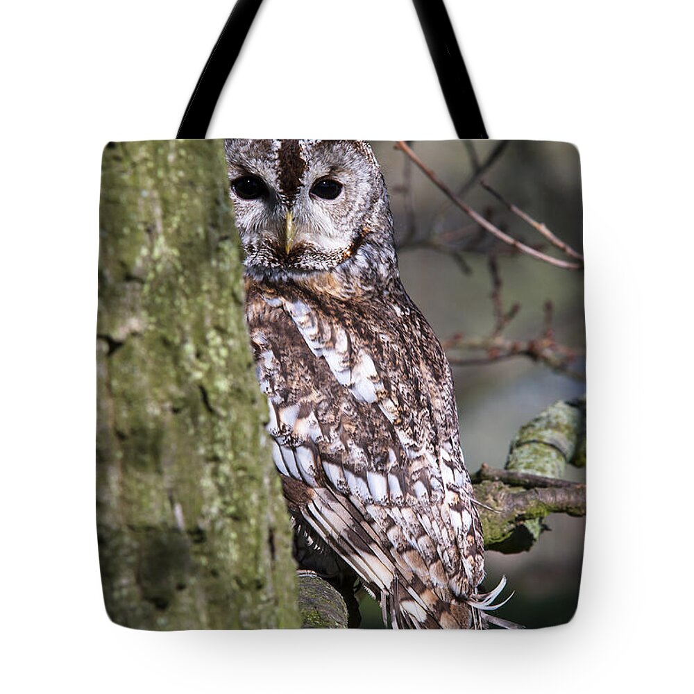 Tawny Owl Tote Bag featuring the photograph Tawny Owl in a Woodland by Andy Myatt
