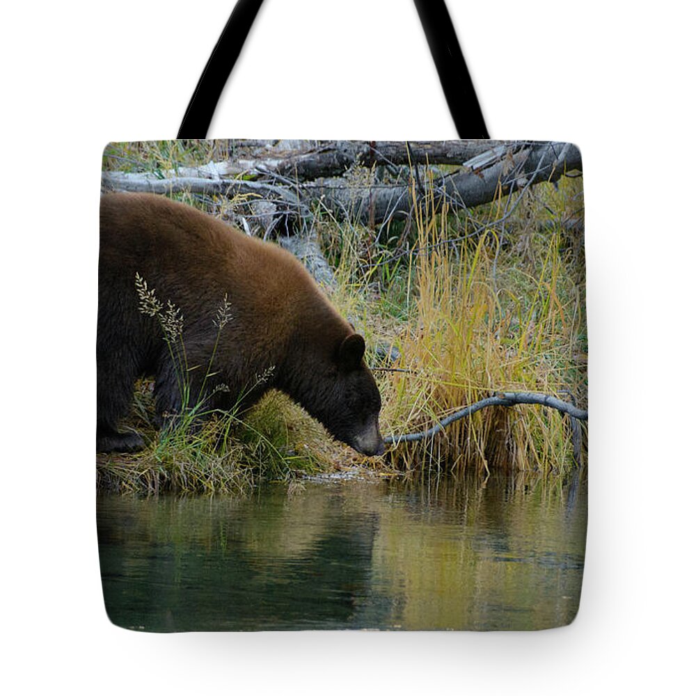 Lake Tahoe Tote Bag featuring the photograph Taylor the Bear by Steph Gabler