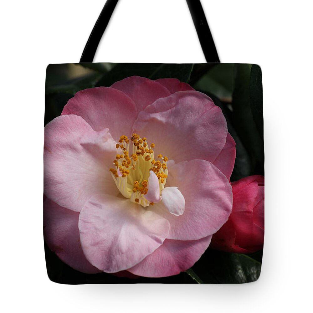 Camellia Tote Bag featuring the photograph Taylor's Perfection Camellia by Tammy Pool