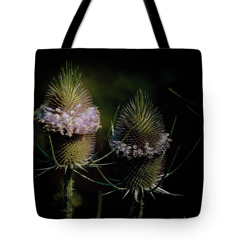 Bloom Tote Bag featuring the photograph Teasels by Carol Senske