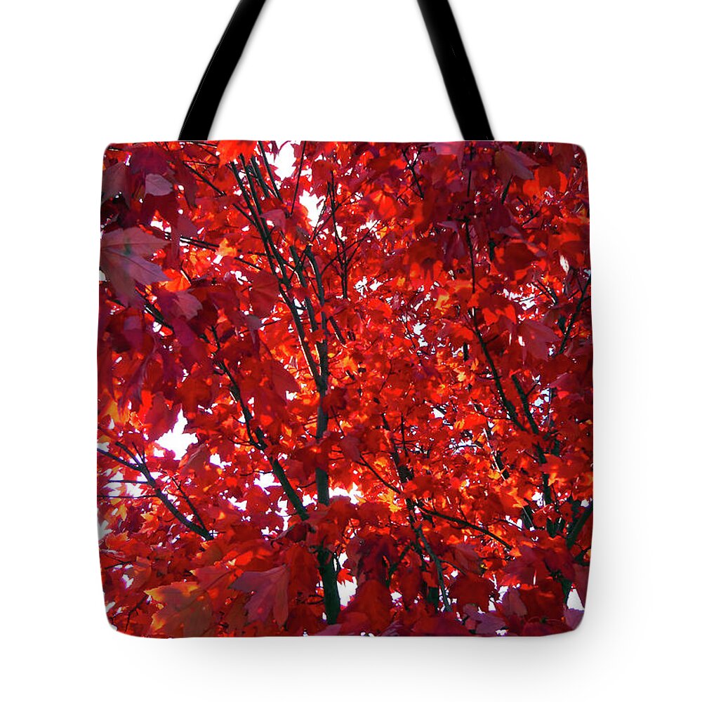 Red Tree Tote Bag featuring the photograph Tennessee Trees 3 by Jeanne Forsythe