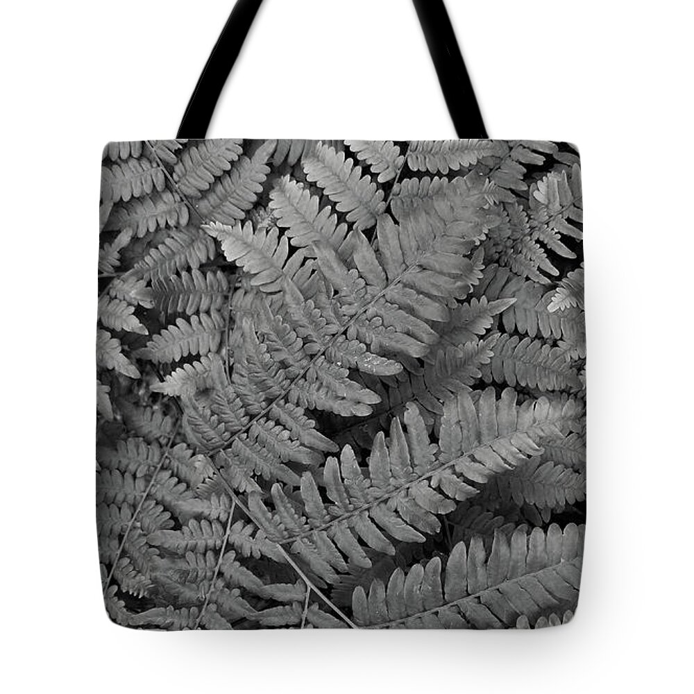 Fern Tote Bag featuring the photograph Textures of the Forest by Holly Ross
