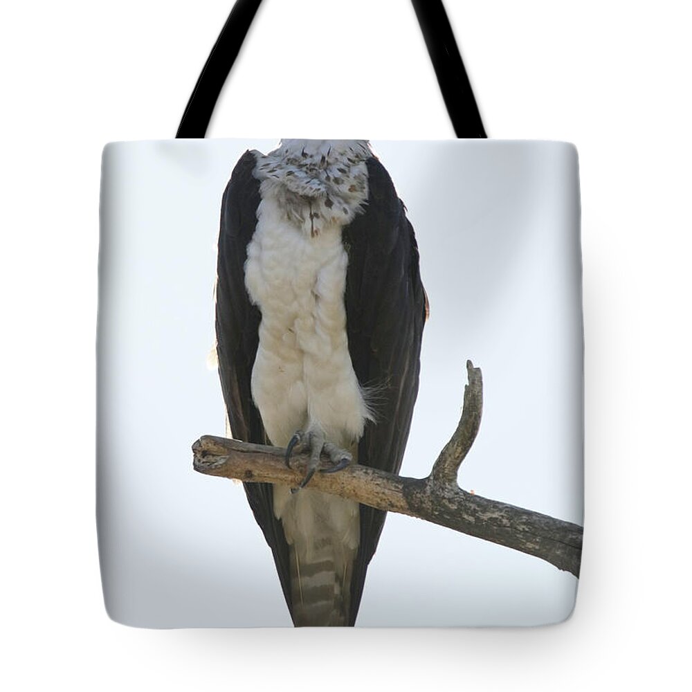 Osprey Tote Bag featuring the photograph That Look In His Eyes by Alyce Taylor