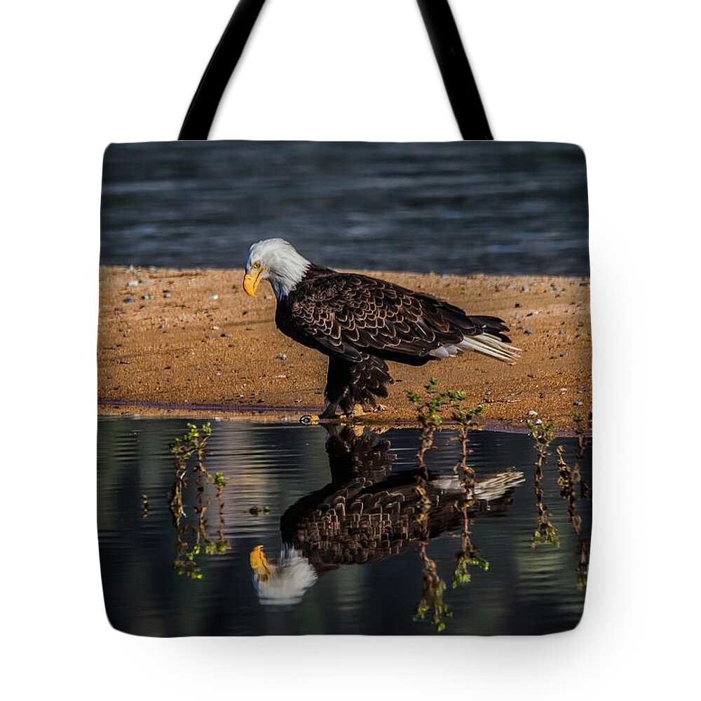Bald Eagle And Reflection Tote Bag featuring the photograph The Bald Eagle by Mitch Shindelbower