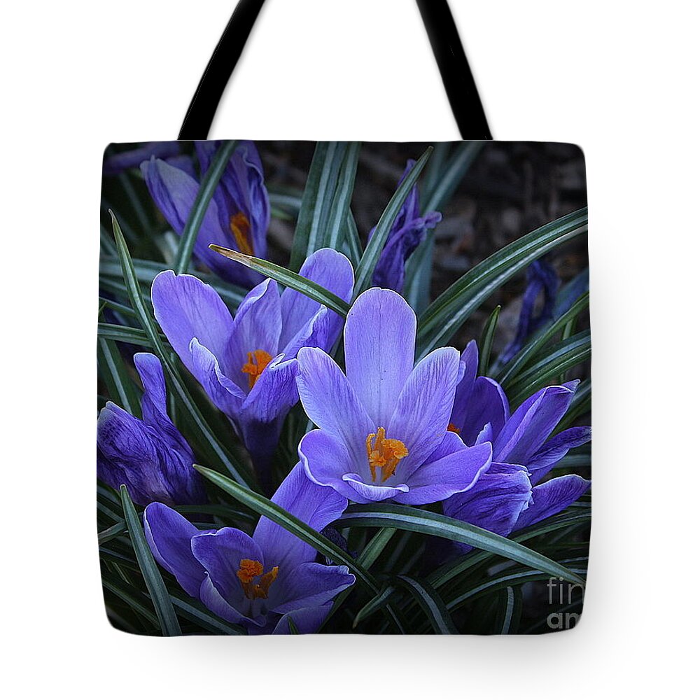 Of Tote Bag featuring the photograph The Blue Moon Crocuses of Spring by Dora Sofia Caputo