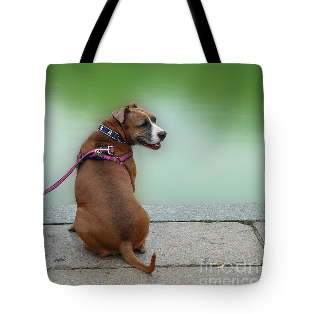Boxer Tote Bag featuring the photograph The Boxer in Central Park by Joseph J Stevens