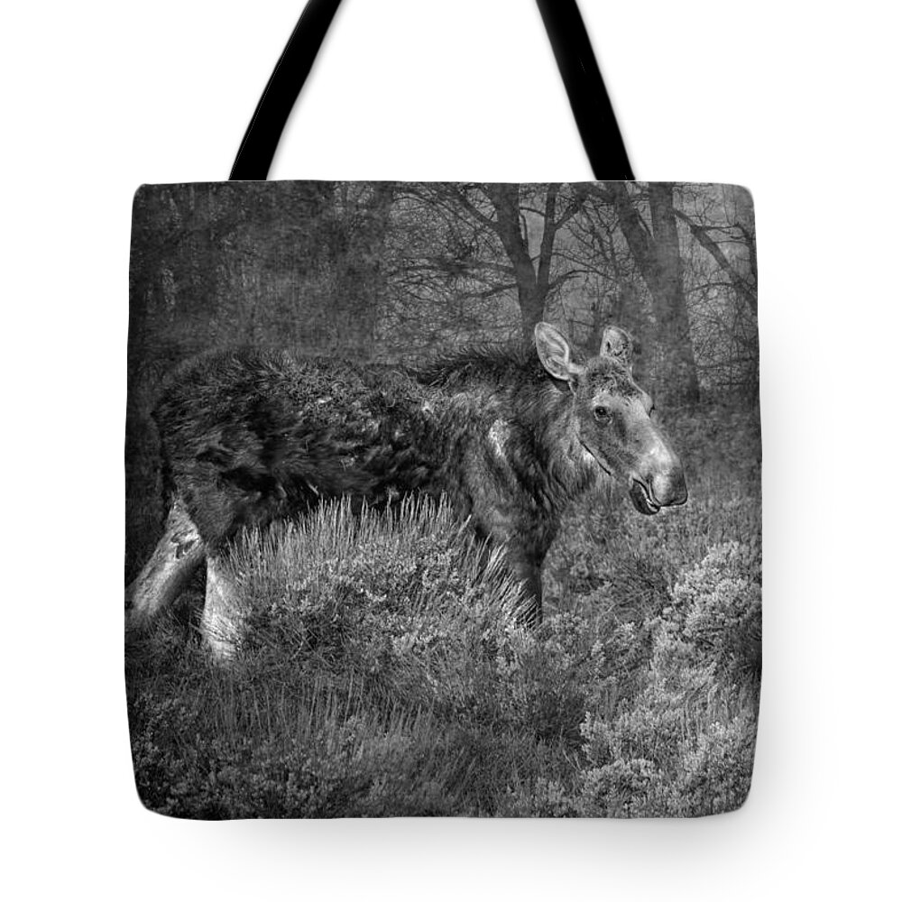 Moose Tote Bag featuring the photograph The Calm of a Moose BW by Belinda Greb