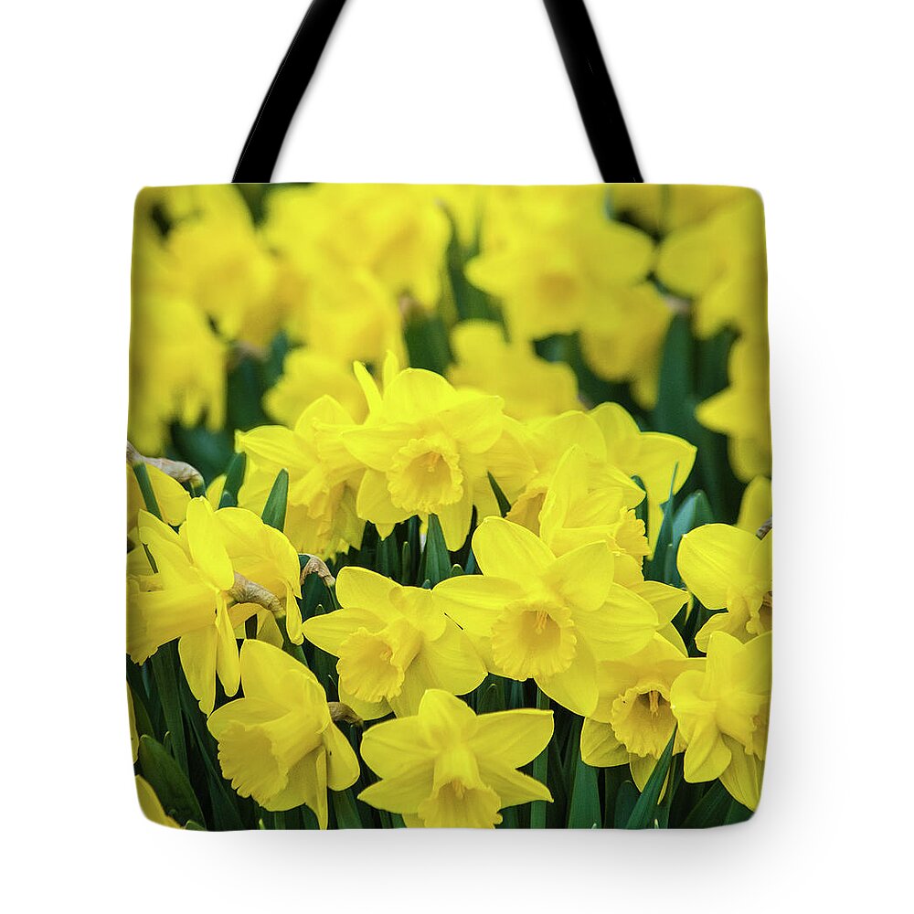 Daffodil Tote Bag featuring the photograph The Daffodil Patch by Bill Pevlor