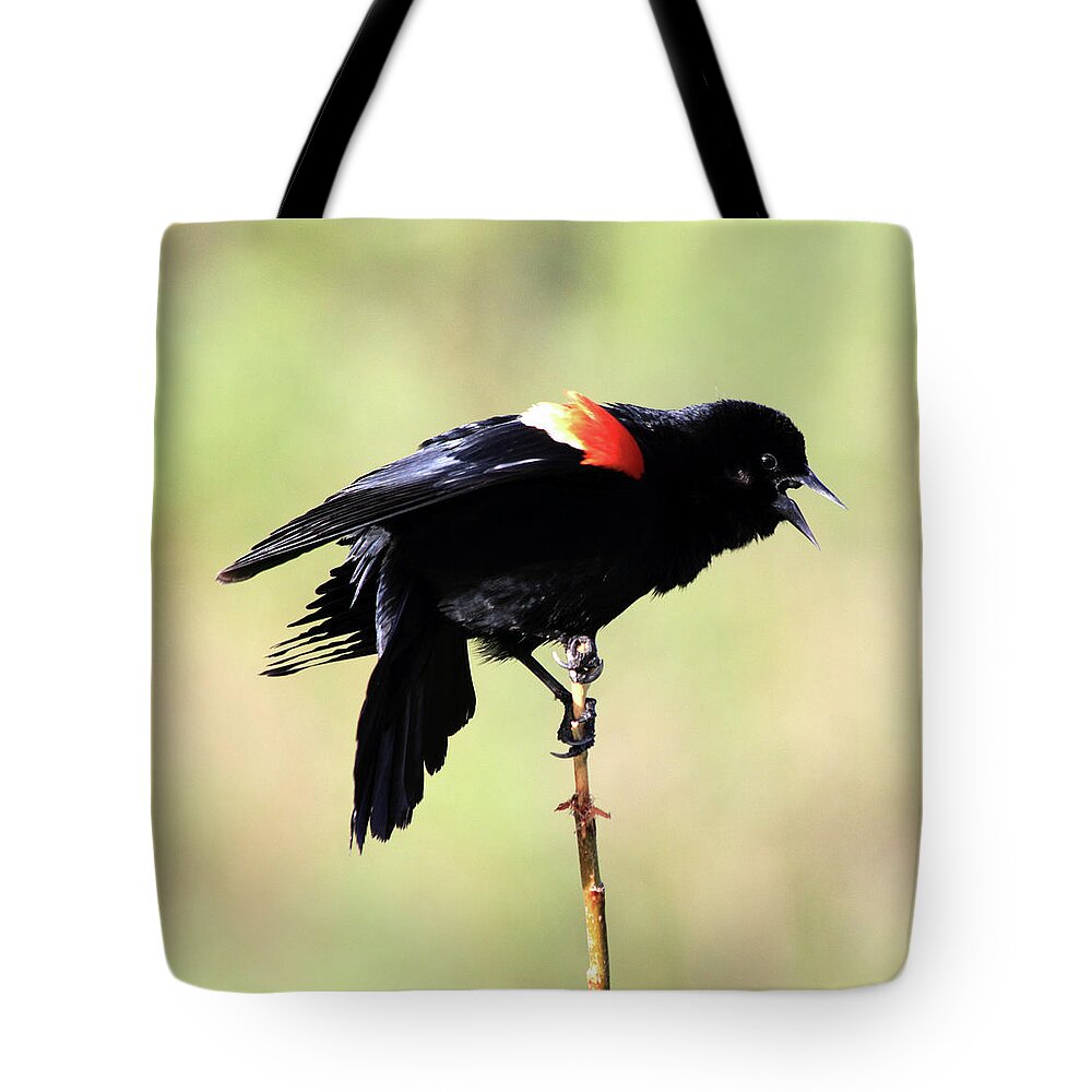 Red-winged Blackbird Tote Bag featuring the photograph The Dance by Shane Bechler