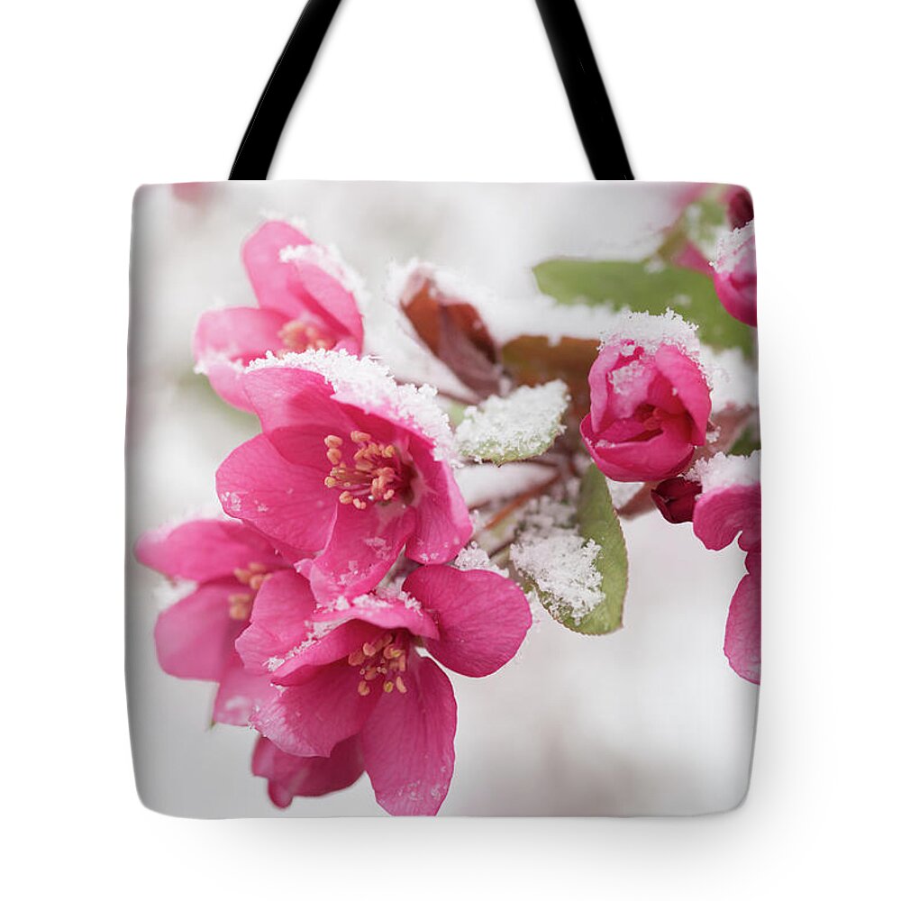 Spring Tote Bag featuring the photograph The End of Winter by Ana V Ramirez