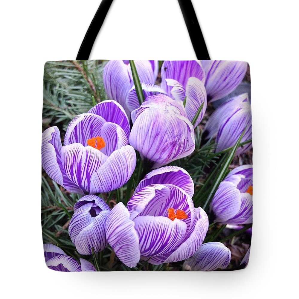Crocuses Tote Bag featuring the photograph The Gathering #noedit #nofilter by Anna Porter