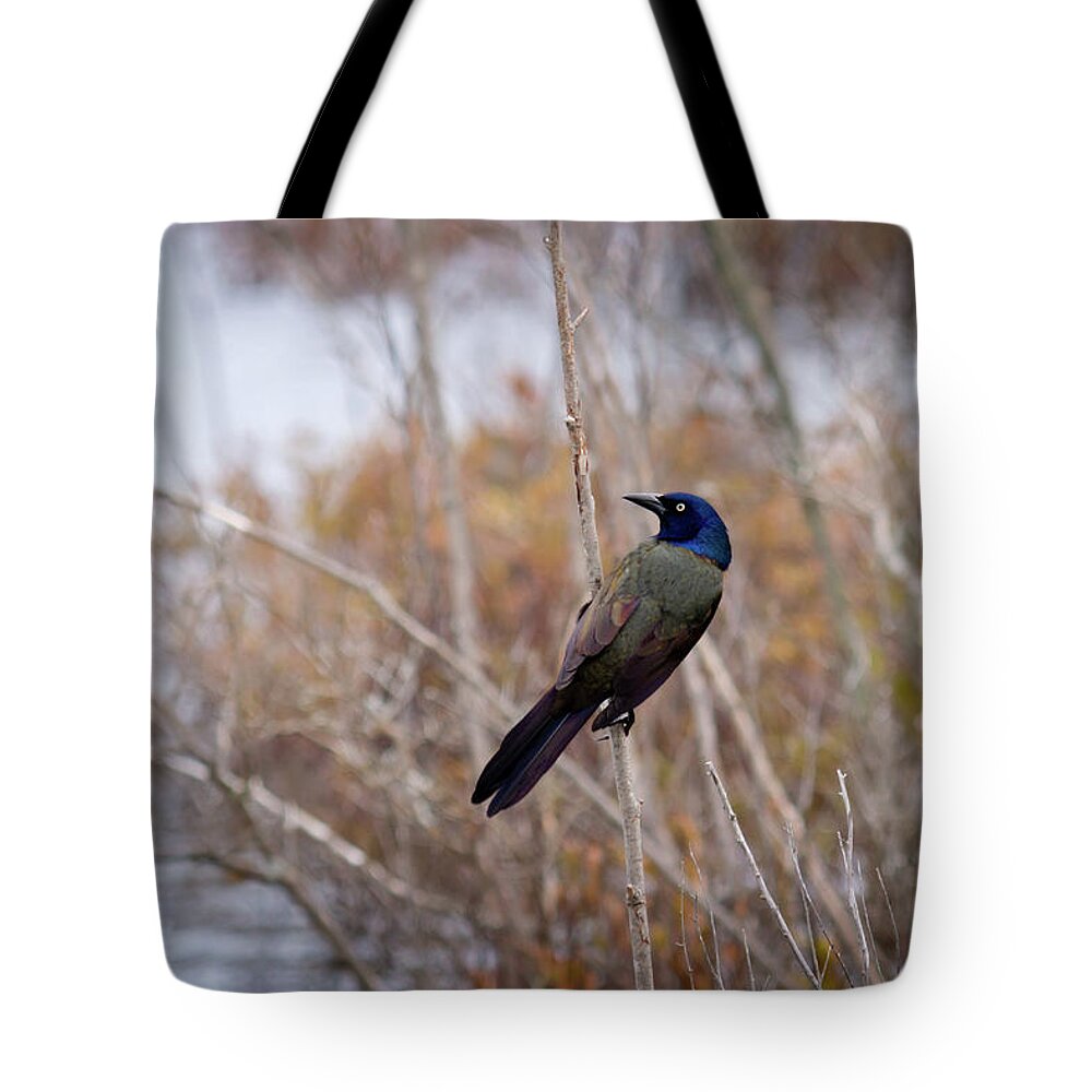 Common Grackle Tote Bag featuring the photograph The Grackle by Steve L'Italien