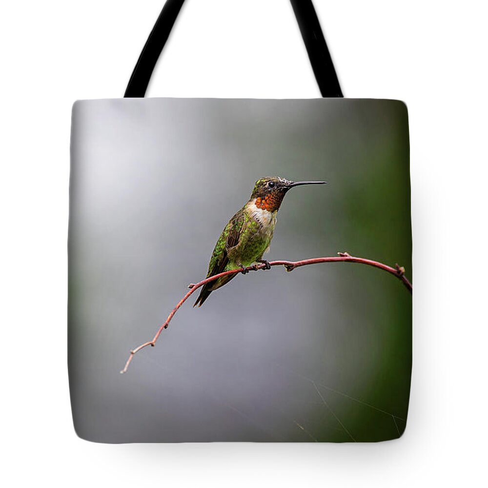 Bird Tote Bag featuring the photograph The Guardian - Ruby-throated Hummingbird - Trochilus colubris by Spencer Bush