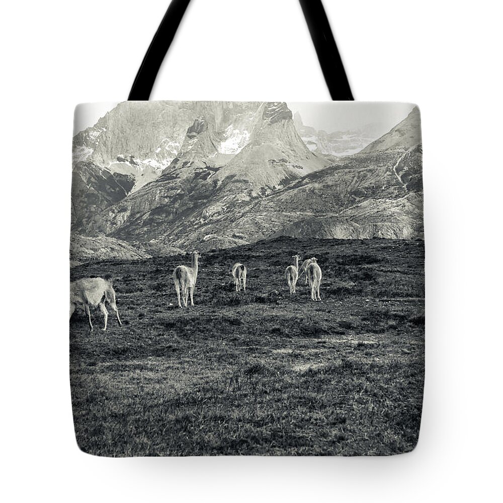 Animal Tote Bag featuring the photograph The Lamas by Andrew Matwijec