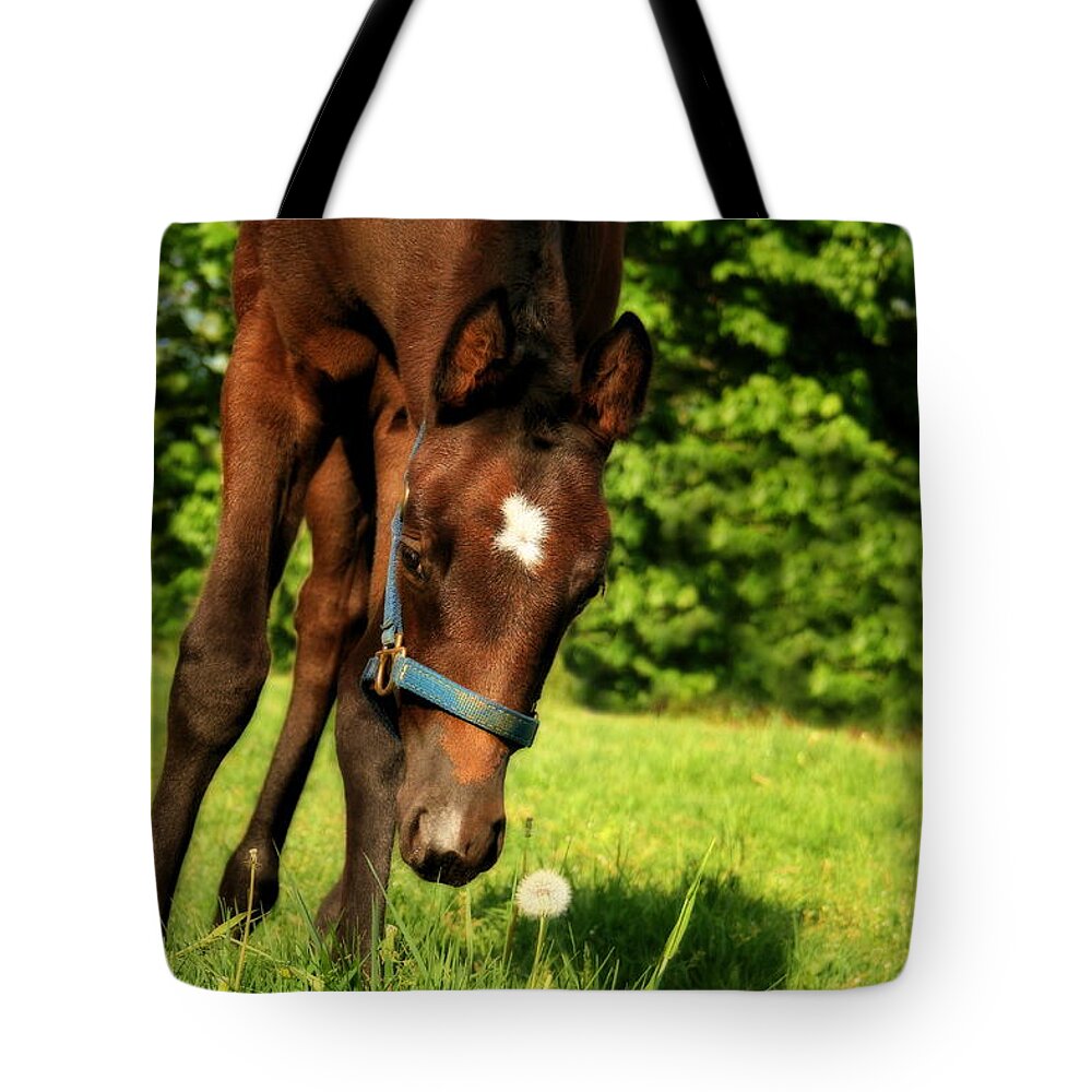 Horse Tote Bag featuring the photograph The Last Dandelion by Angela Rath