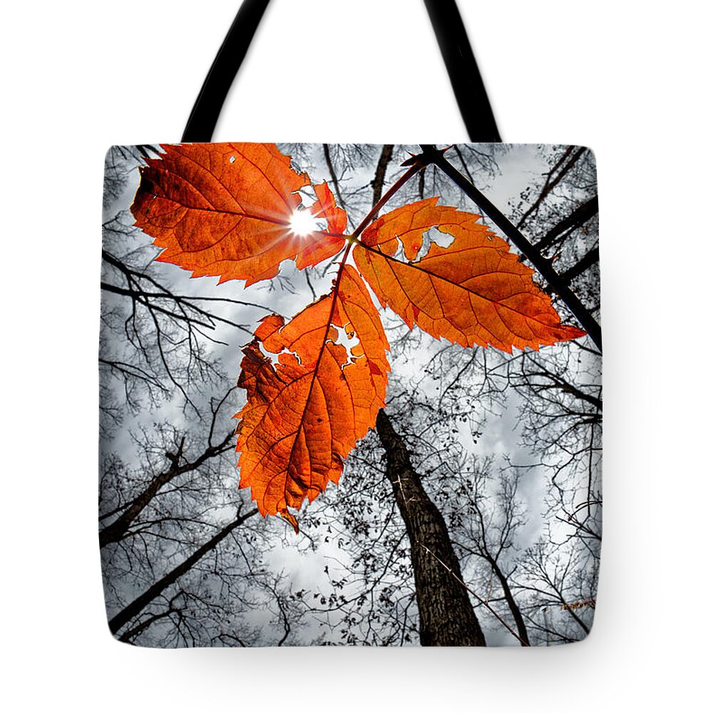 Red Tote Bag featuring the photograph The last leaf of November by Robert Charity