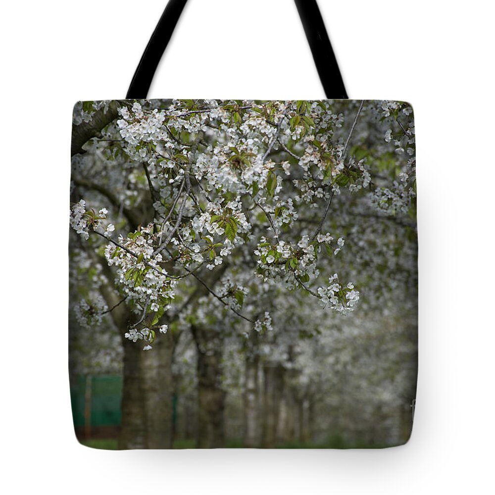 The Life Awakes Tote Bag featuring the photograph The life awakes 10 by Bruno Santoro
