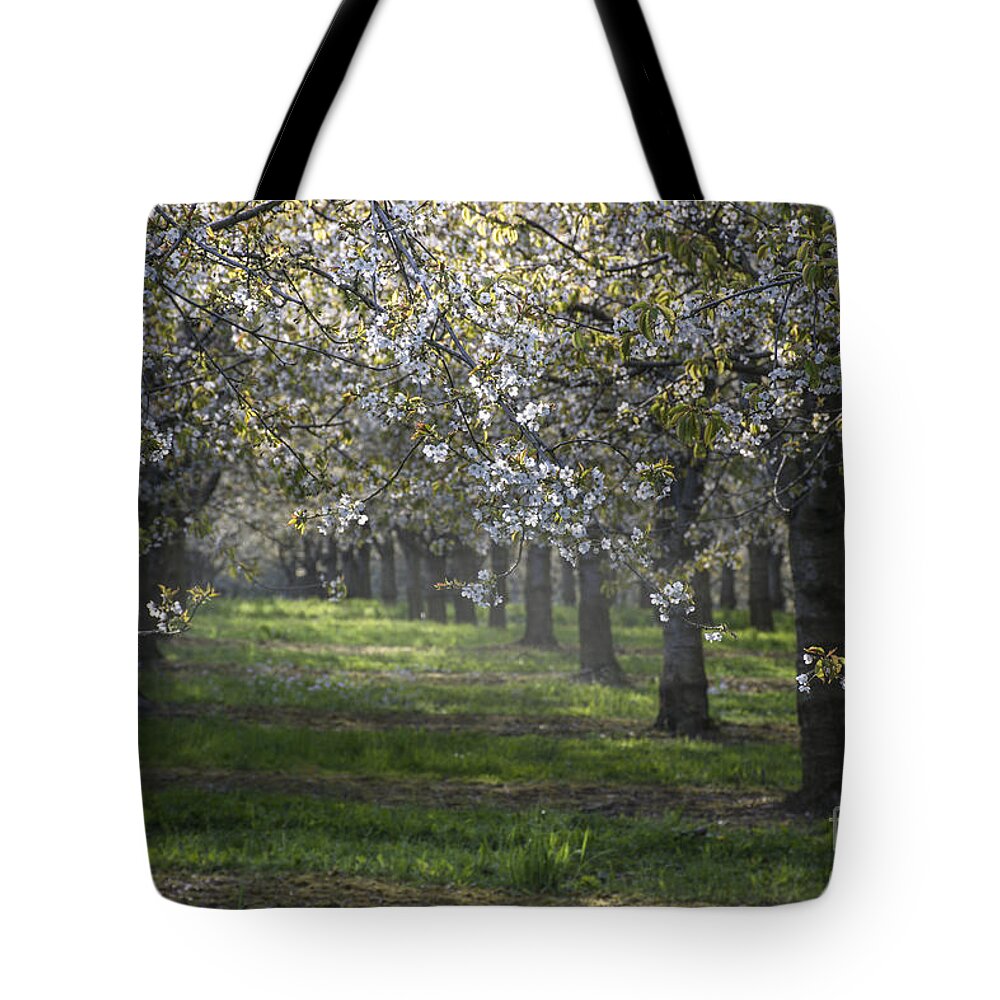 The Life Awakes Tote Bag featuring the photograph The life awakes 6 by Bruno Santoro
