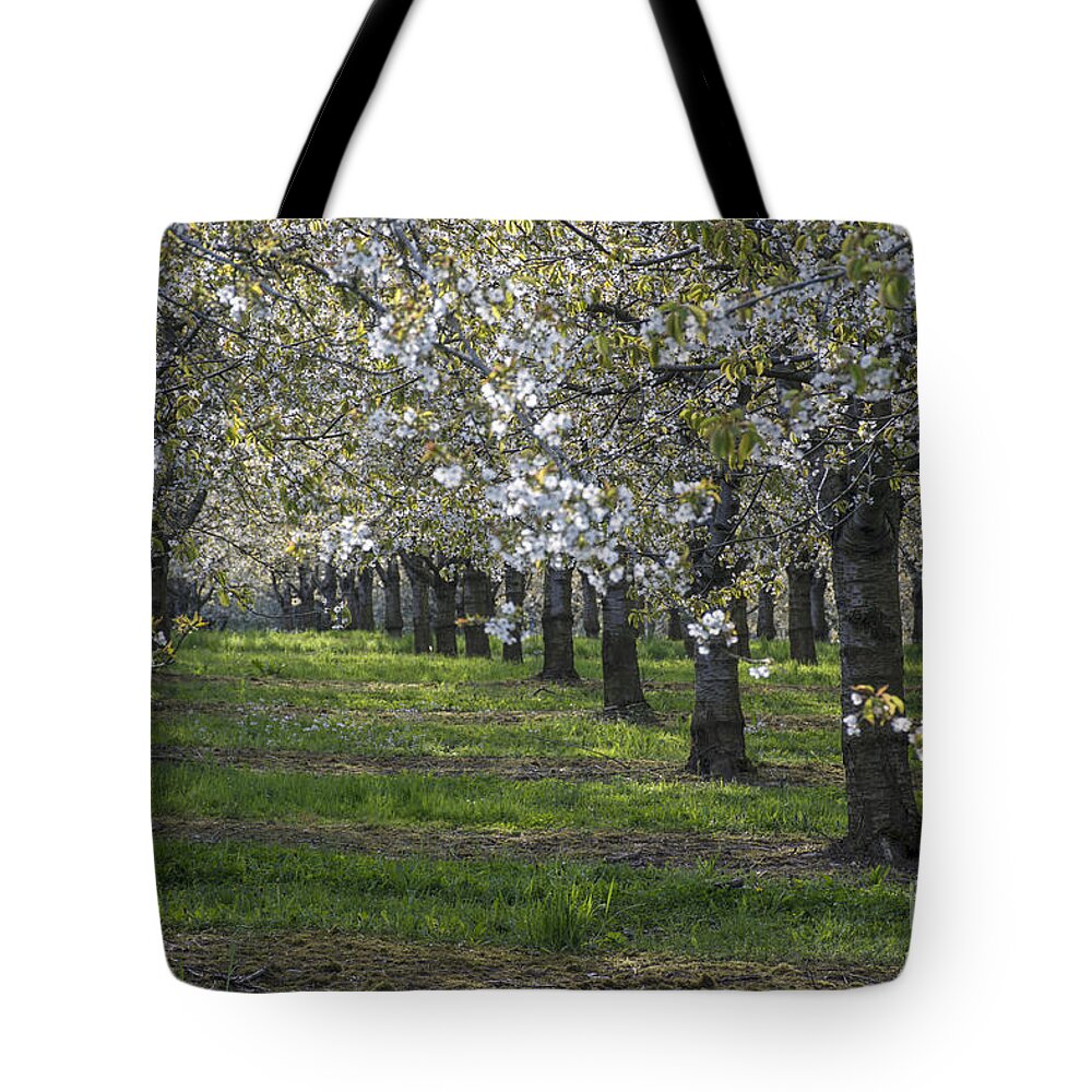 The Life Awakes Tote Bag featuring the photograph The life awakes 7 by Bruno Santoro