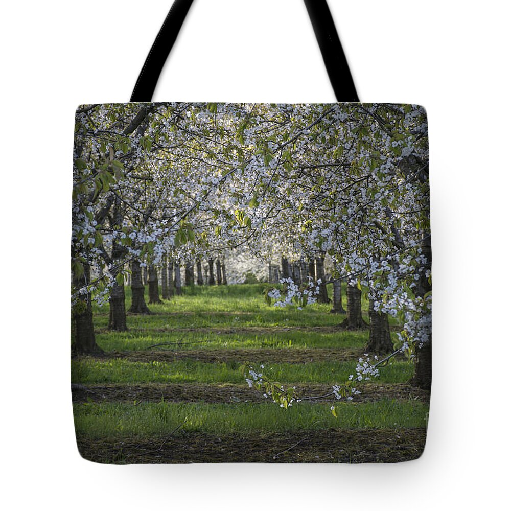 The Life Awakes Tote Bag featuring the photograph The life awakes 8 by Bruno Santoro