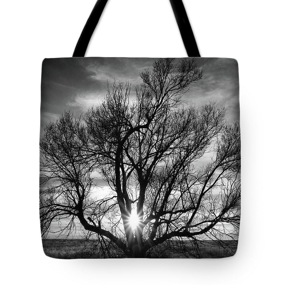 Plants Tote Bag featuring the photograph The Light Comes Through by Monte Stevens