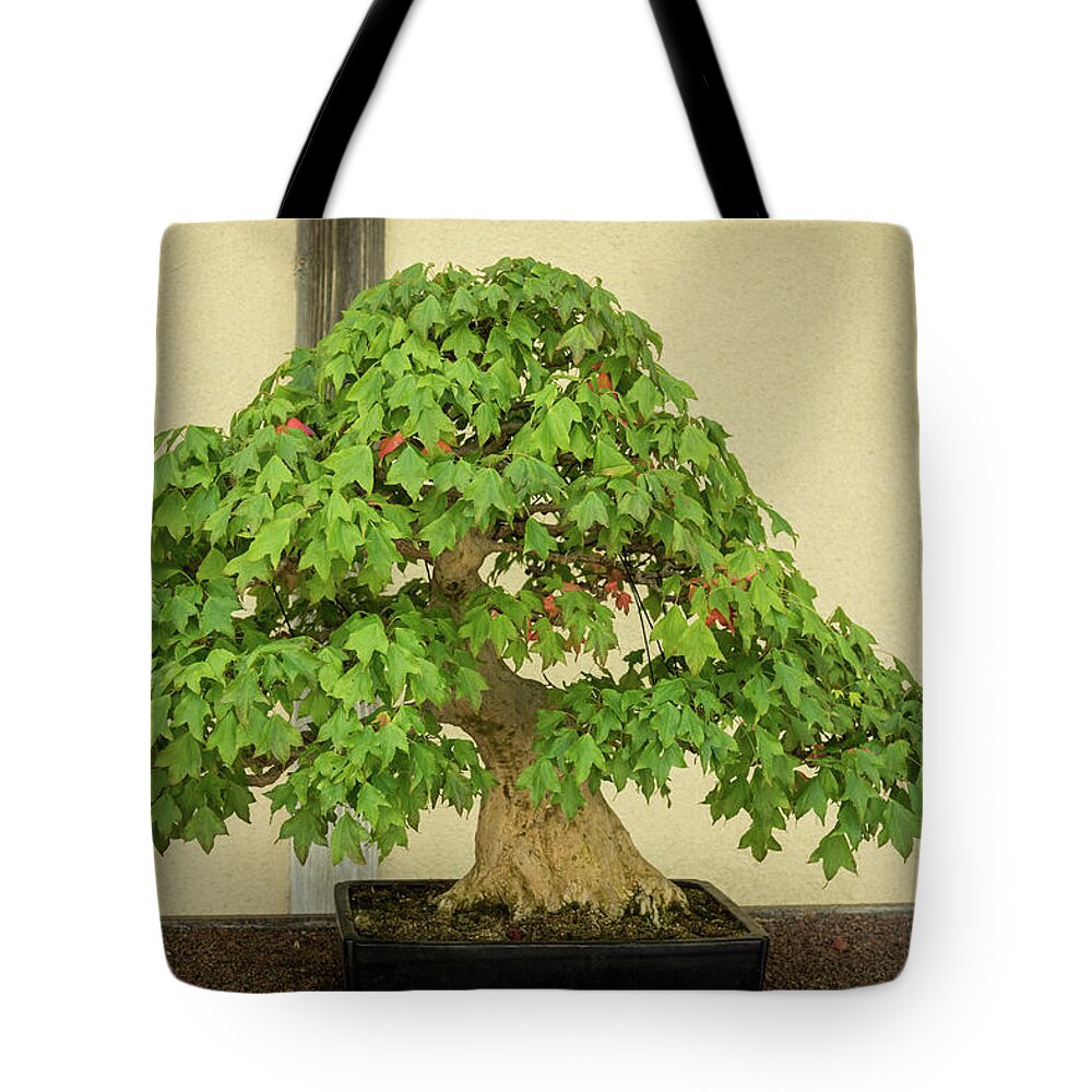 Bonsai Tote Bag featuring the photograph The Living Art of Bonsai - an Old Maple Tree in Miniature by Georgia Mizuleva