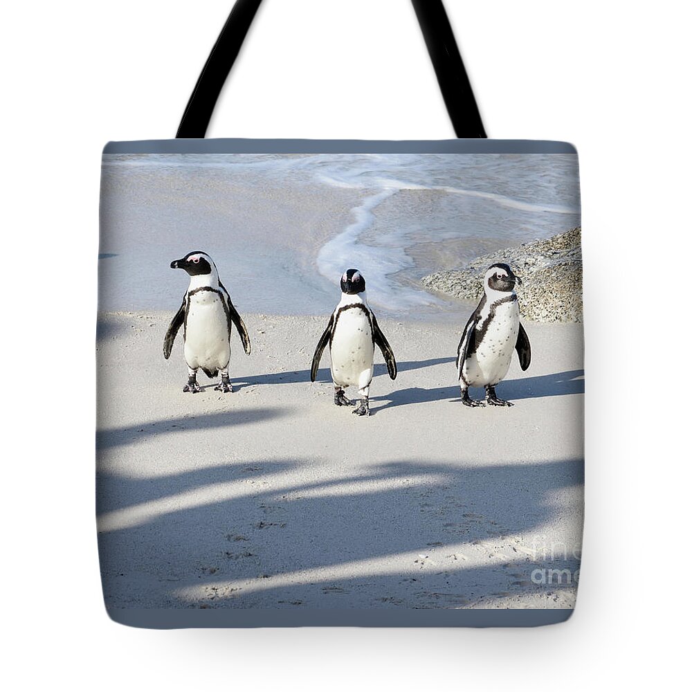 Cape Penguins Tote Bag featuring the photograph The Magnificent Three. by Tom Wurl