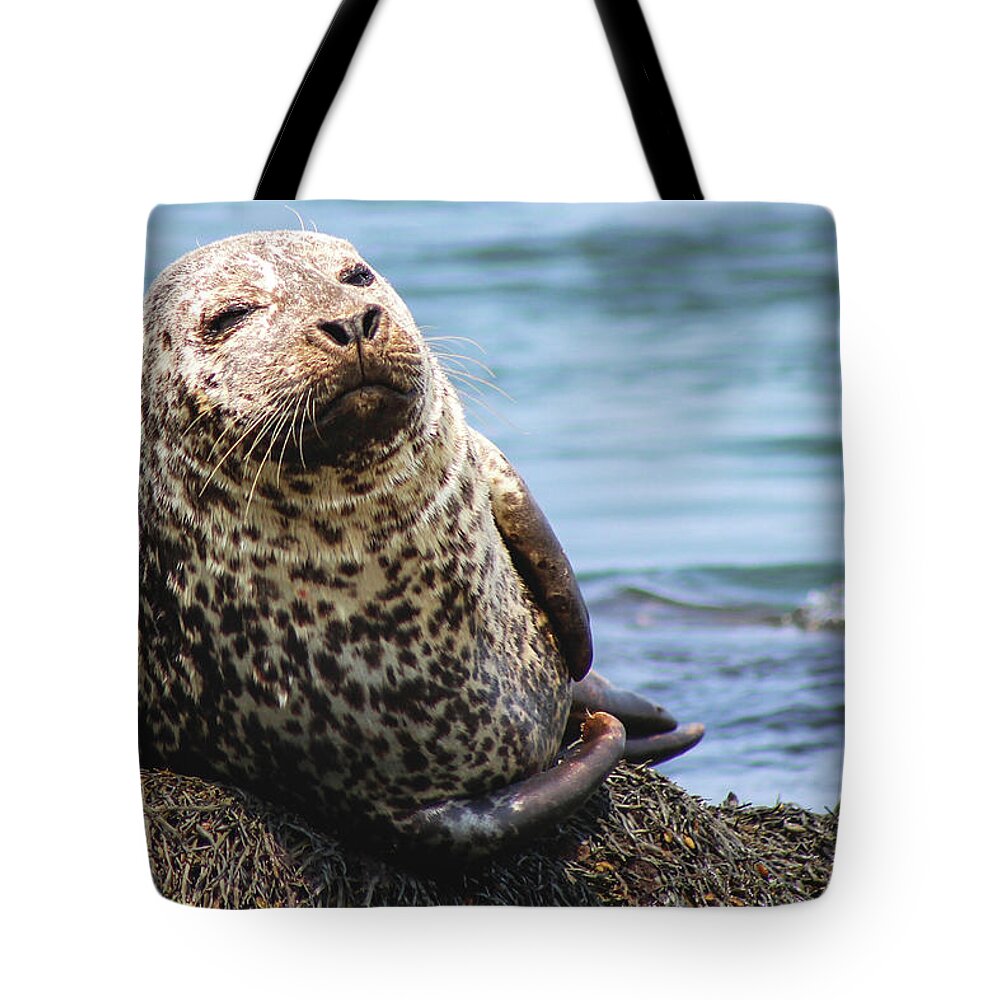 Seal Tote Bag featuring the photograph The Most Interesting Seal by Holly Ross