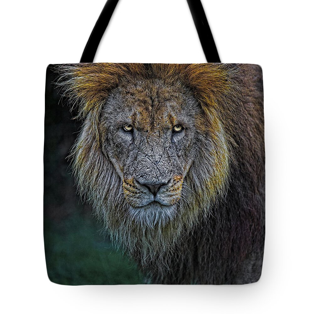 Lion Tote Bag featuring the photograph The Old Lion by Chris Lord