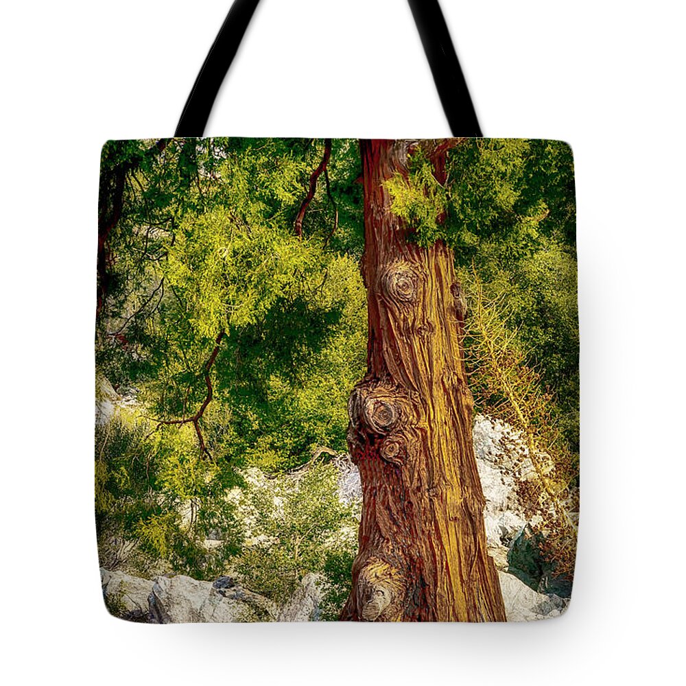 Tree Tote Bag featuring the photograph The Old Rugged Tree by Joseph Hollingsworth