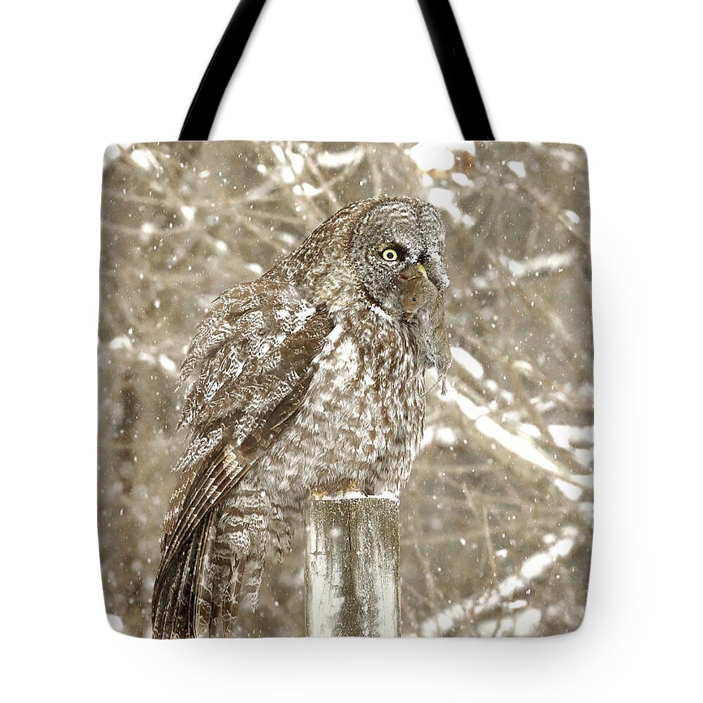 Owl Tote Bag featuring the photograph The Owl and the Vole by Duane Cross
