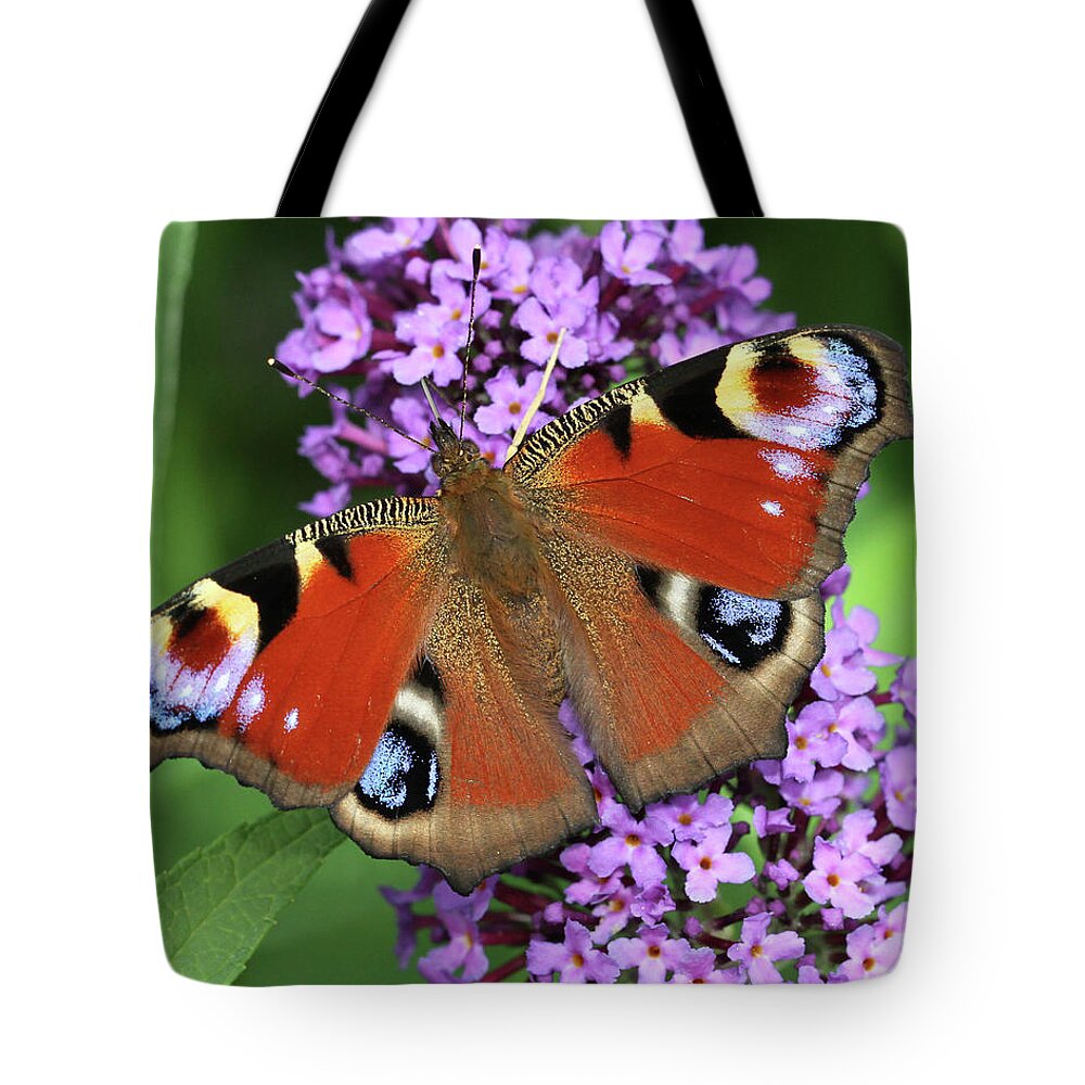 European Peacock Tote Bag featuring the photograph The Rare Peacock Butterfly by Doris Potter