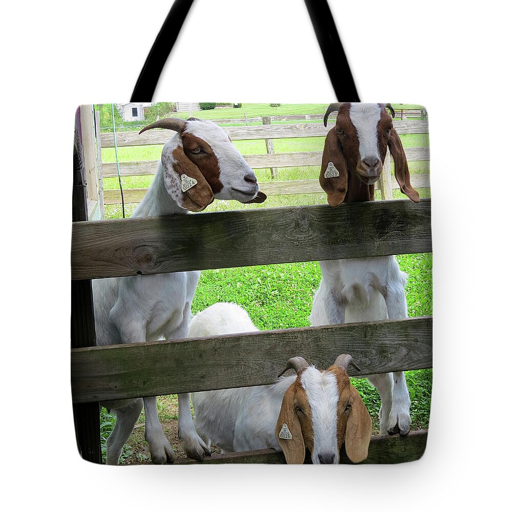 Goats Tote Bag featuring the photograph The Real Three Billy Goats Gruff by Linda Stern
