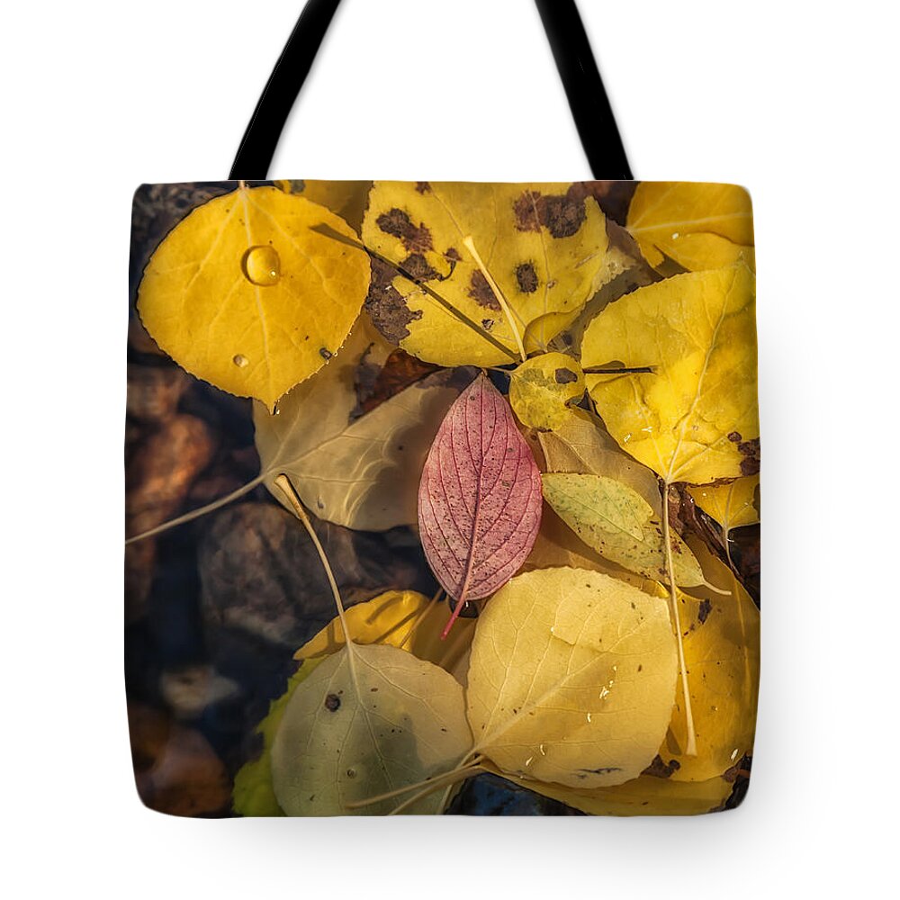 Fall Tote Bag featuring the photograph The Red Leaf by Jonathan Nguyen