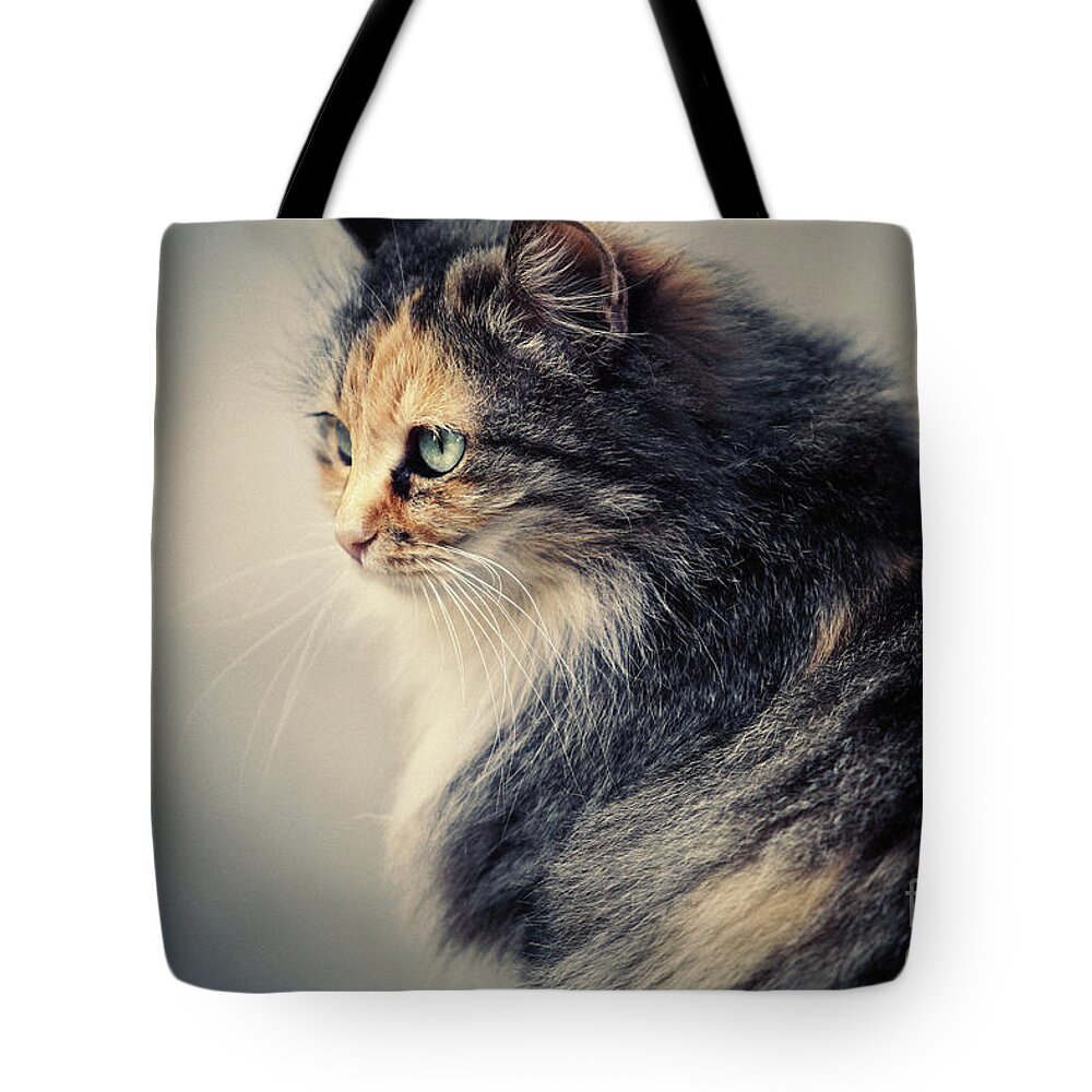 Cat Tote Bag featuring the photograph The Sad Street Cat by Dimitar Hristov