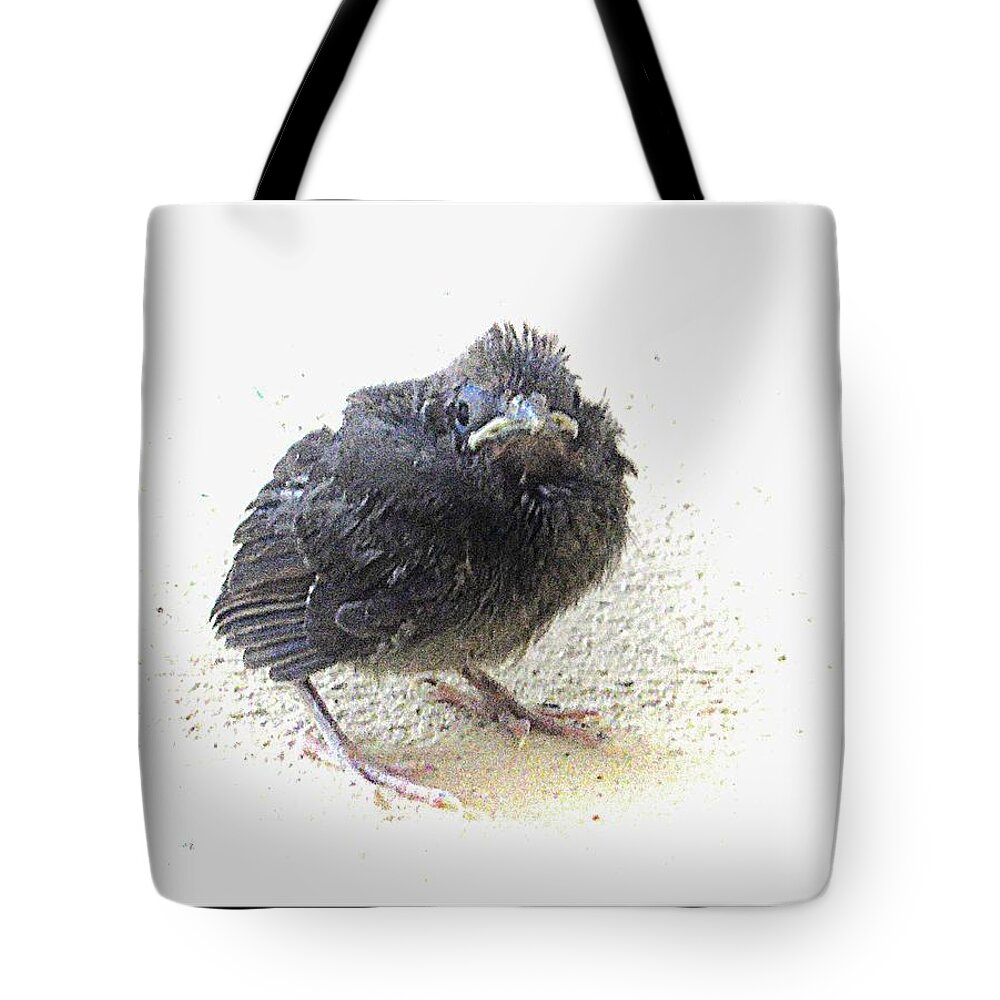 Baby Bird Tote Bag featuring the photograph The Slow Learner by Joe Duket