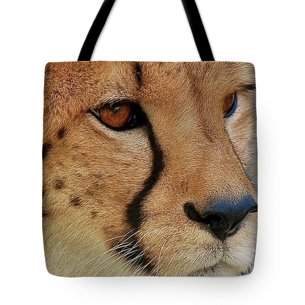Cheetah Tote Bag featuring the photograph The Stare by Kuni Photography