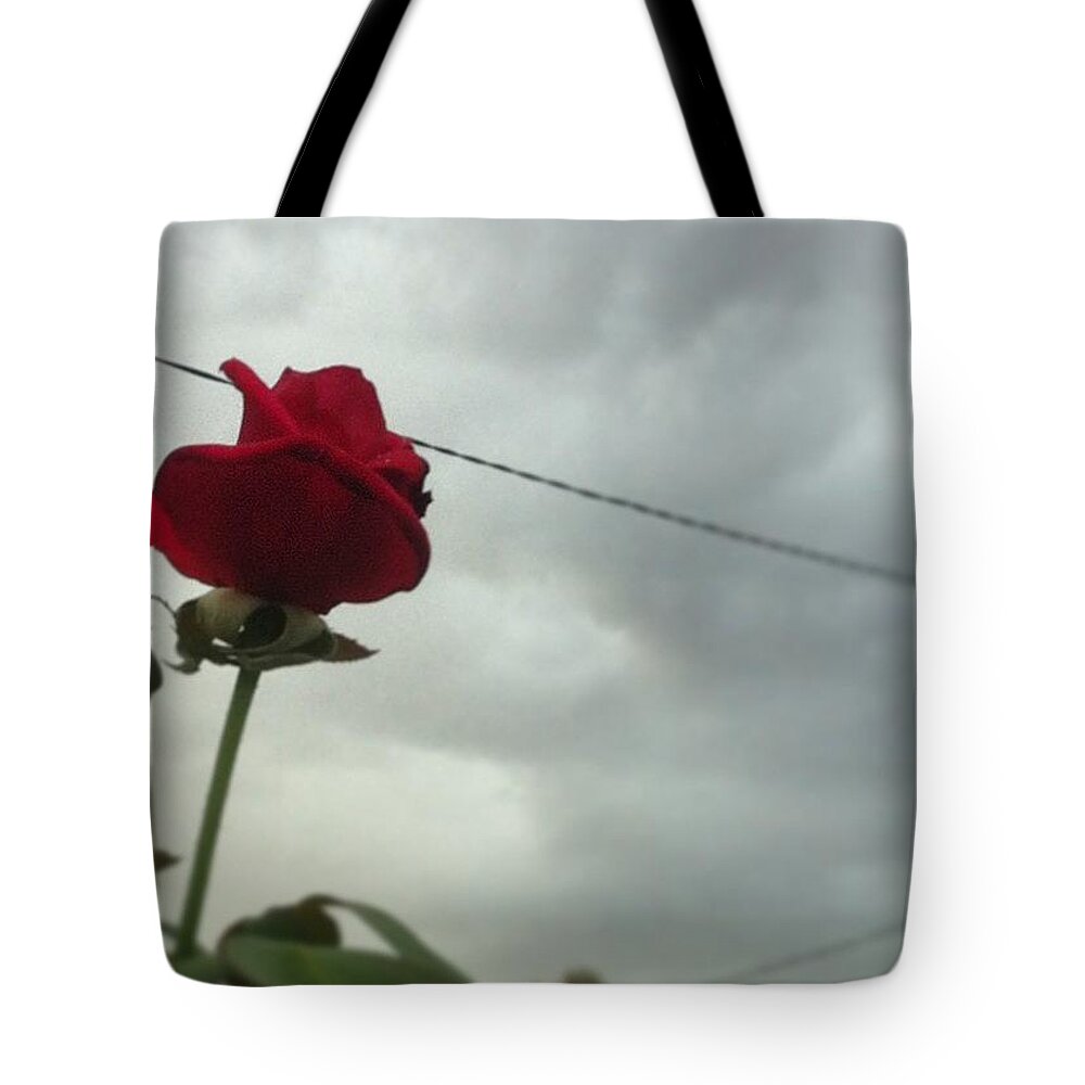 Thunder Tote Bag featuring the photograph Rose In The Storm by Cat Penaluna