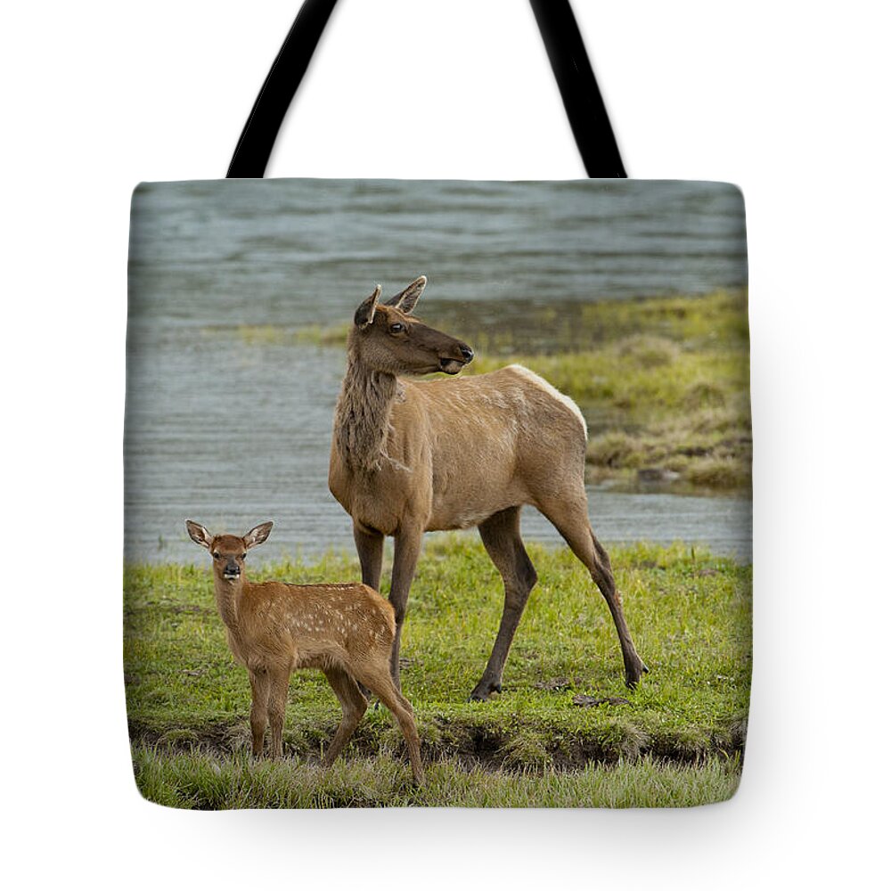 Elk Tote Bag featuring the photograph The Two Of Us by Sandra Bronstein