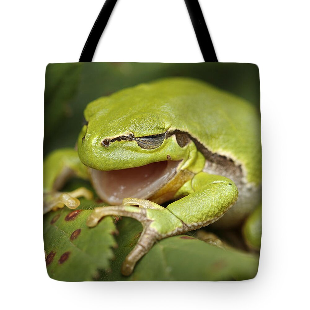 Adult Tote Bag featuring the photograph The Yawning Tree Frog by Roeselien Raimond