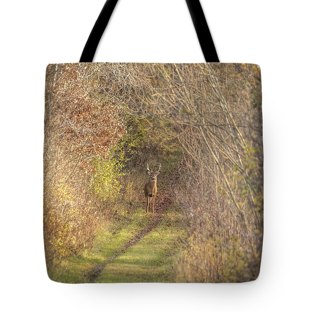 Whitetail Deer Tote Bag featuring the photograph There He Is 2015-1 by Thomas Young