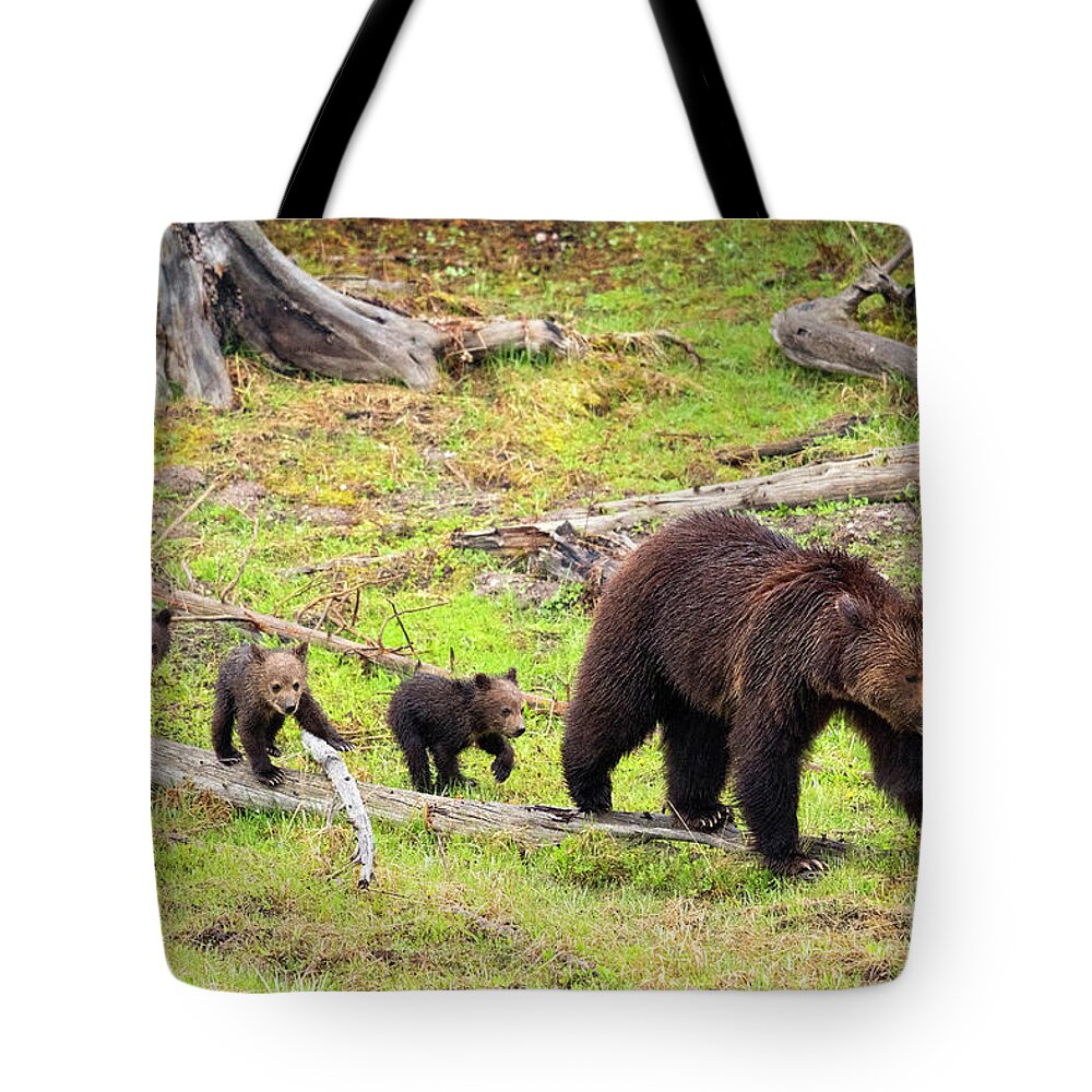 Grizzly Bears Tote Bag featuring the photograph There Were Three by Aaron Whittemore