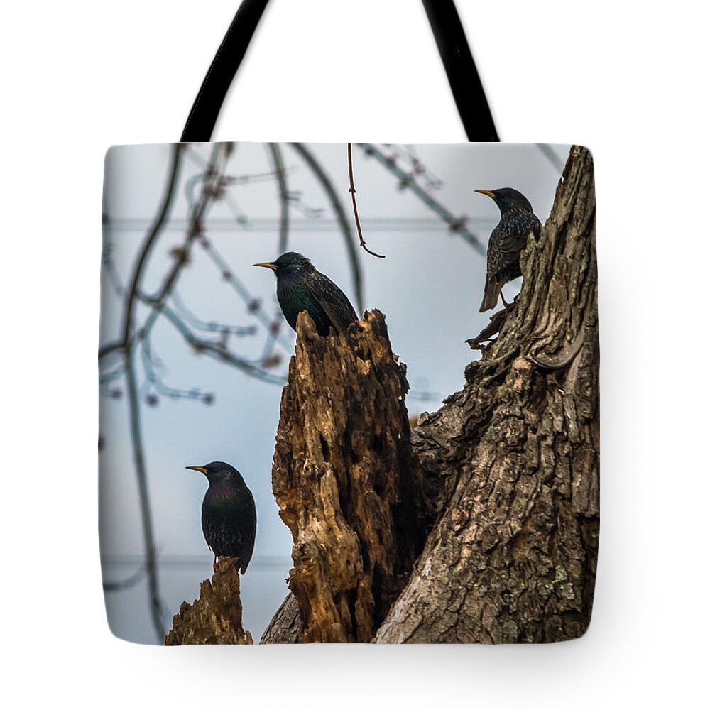 European Starlings Tote Bag featuring the photograph These Three Starlings by Holden The Moment