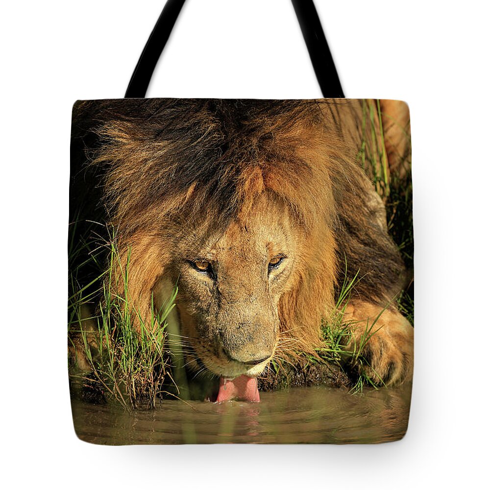 Lion Tote Bag featuring the photograph Thirsty King by Steven Upton