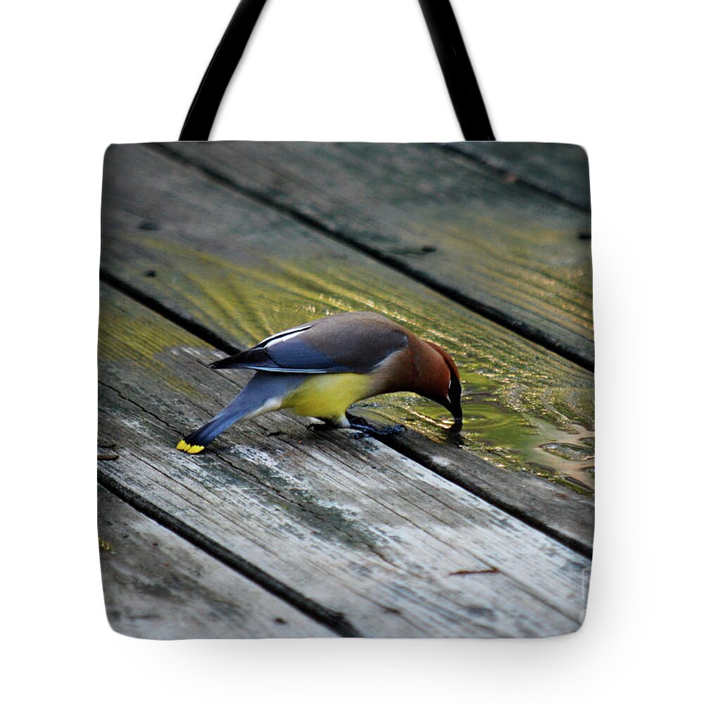 Cedar Waxwing Tote Bag featuring the photograph Thirsty by Lori Tambakis