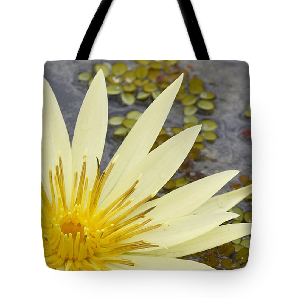 Water Lily Tote Bag featuring the photograph This Lily by Melanie Moraga