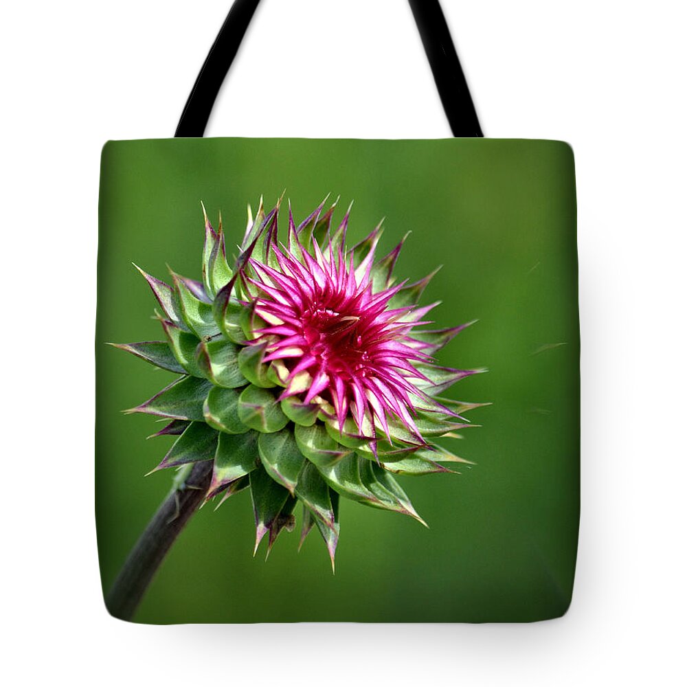 Thistle Tote Bag featuring the photograph Thistle Quandary by Deb Halloran