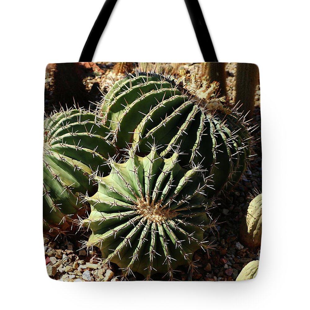 Cactus Tote Bag featuring the photograph Three Amigos by Christiane Schulze Art And Photography