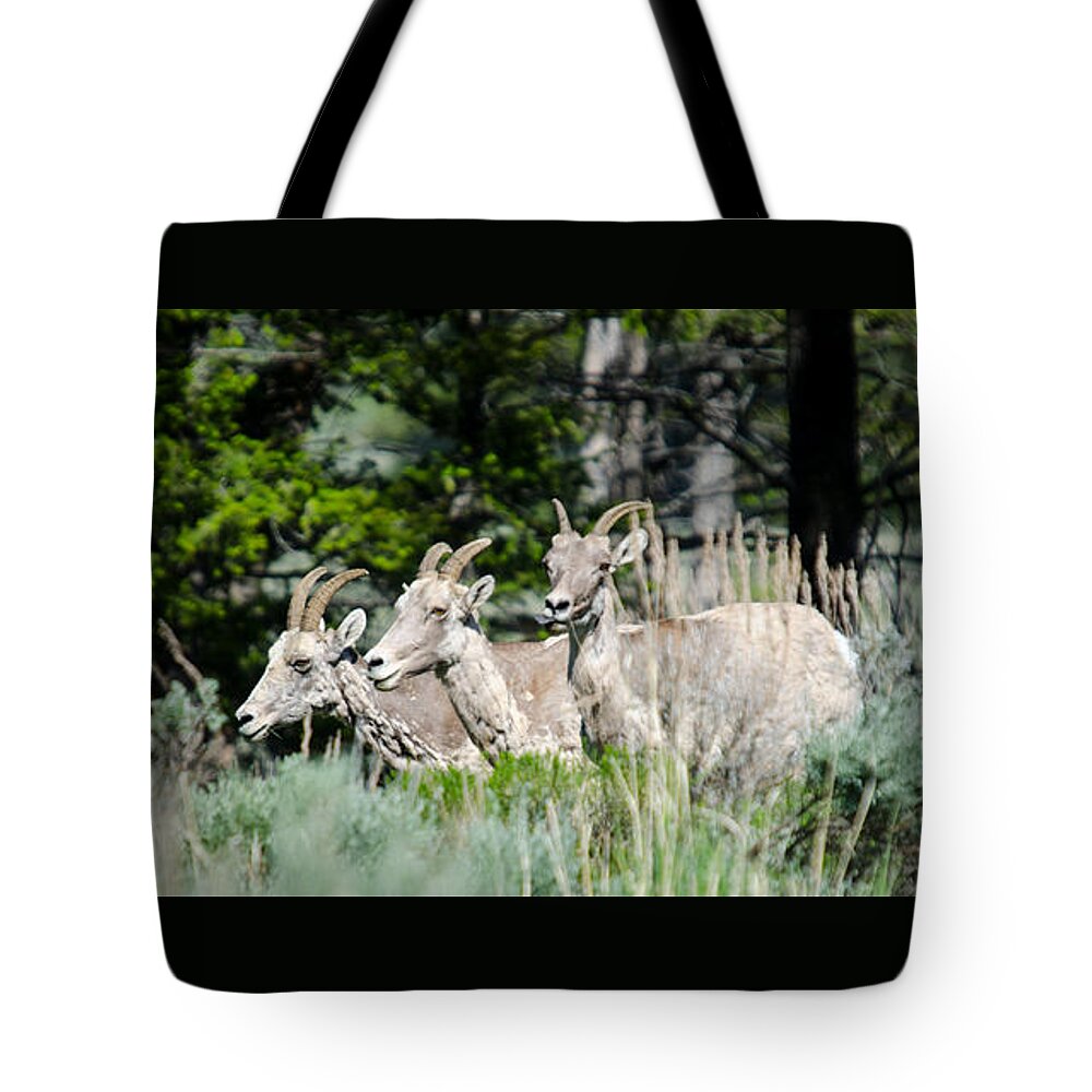 Animals Tote Bag featuring the photograph Three Big Horn Sheep by Crystal Wightman