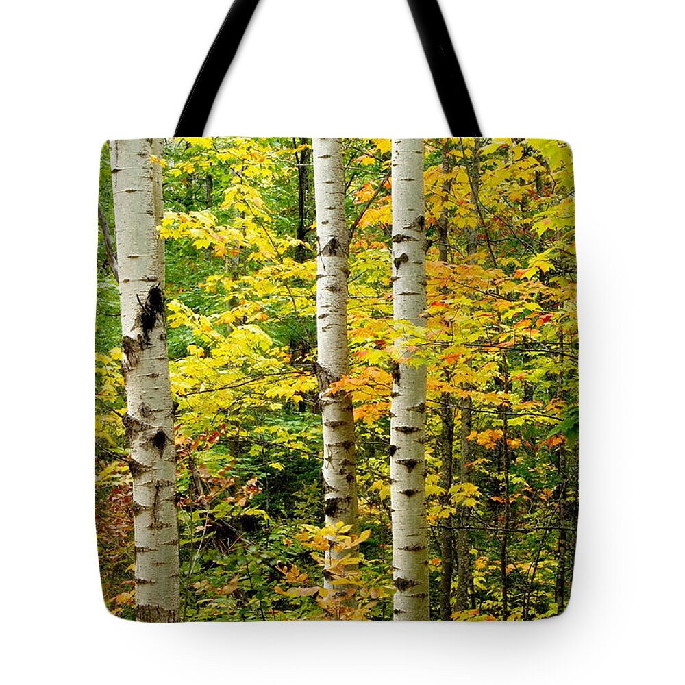 Birch Tote Bag featuring the photograph Three Birch by Michael Peychich